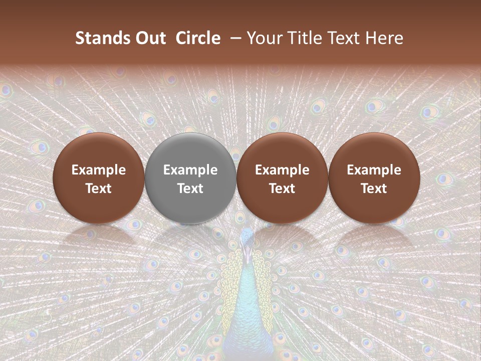 Beautiful Feather Bright PowerPoint Template