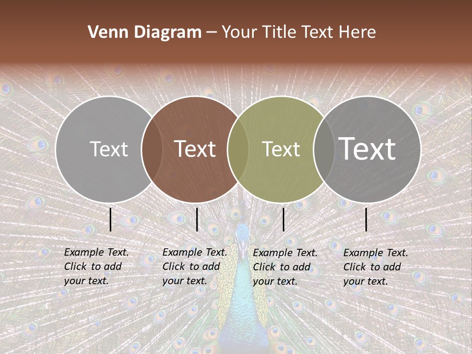 Beautiful Feather Bright PowerPoint Template