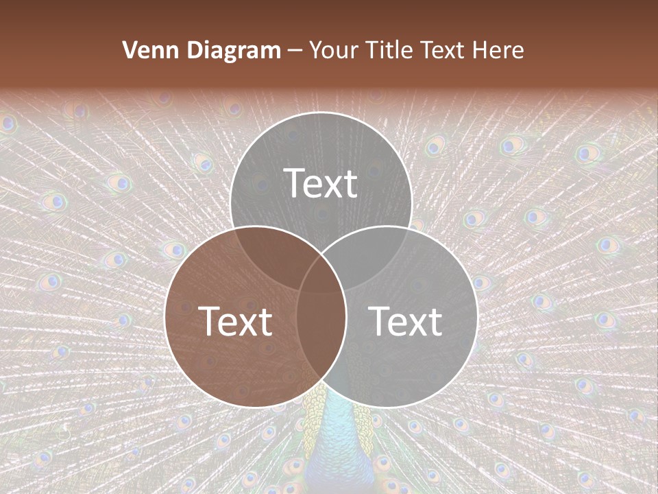 Beautiful Feather Bright PowerPoint Template