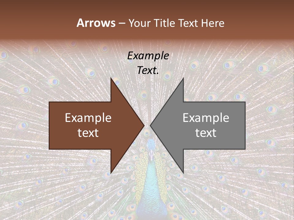 Beautiful Feather Bright PowerPoint Template
