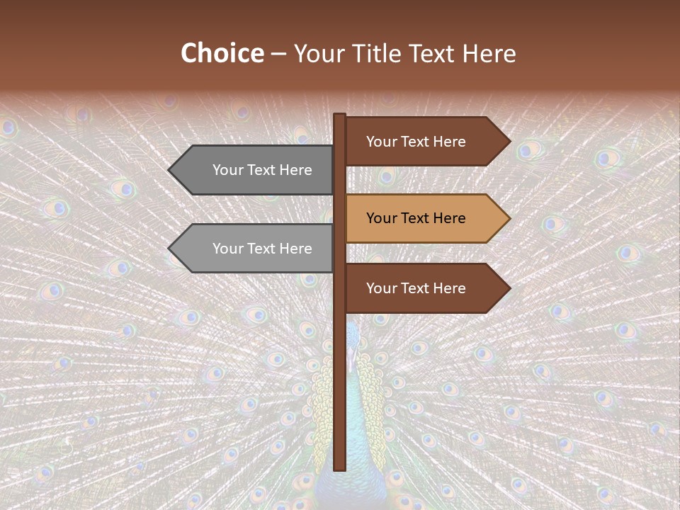 Beautiful Feather Bright PowerPoint Template