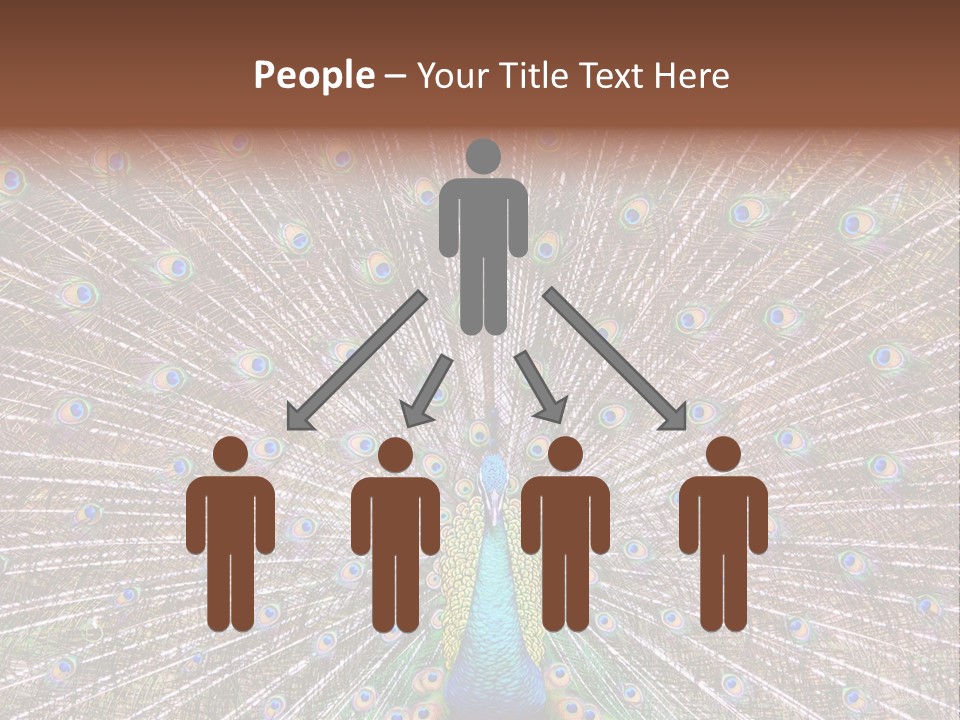 Beautiful Feather Bright PowerPoint Template