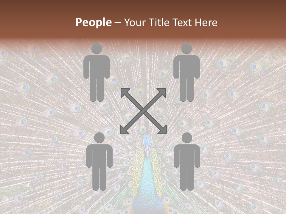 Beautiful Feather Bright PowerPoint Template