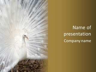 Show Animals White PowerPoint Template