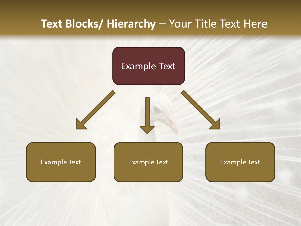 Show Animals White PowerPoint Template