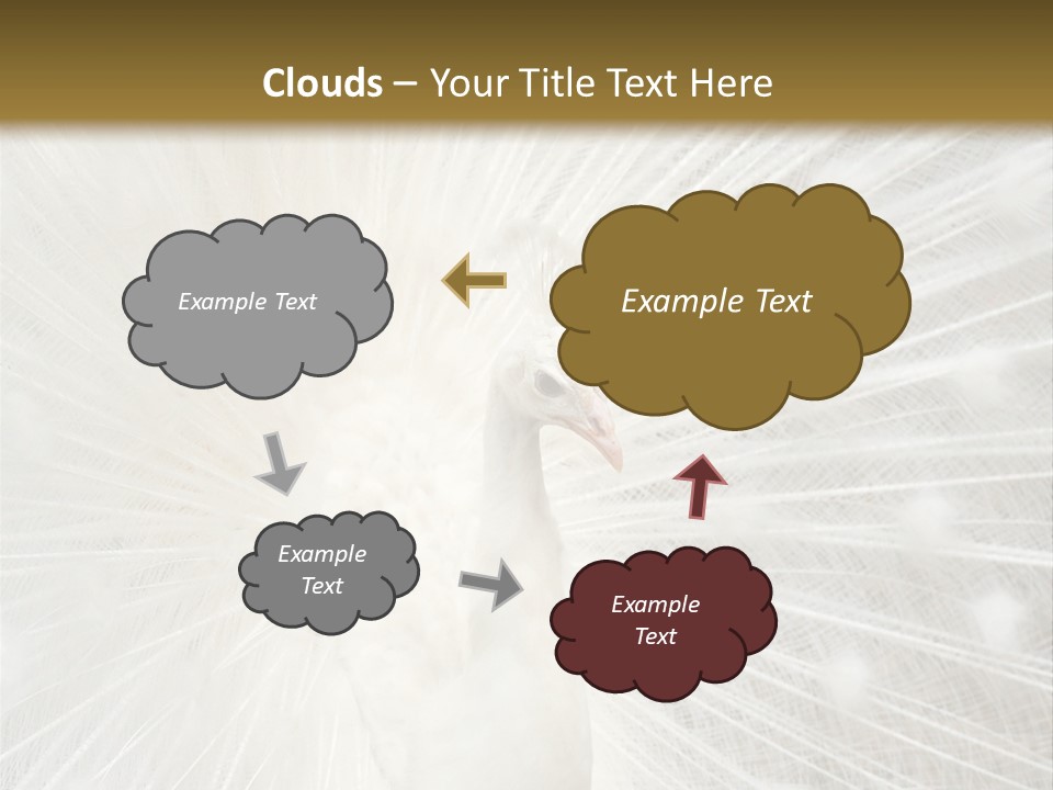 Show Animals White PowerPoint Template