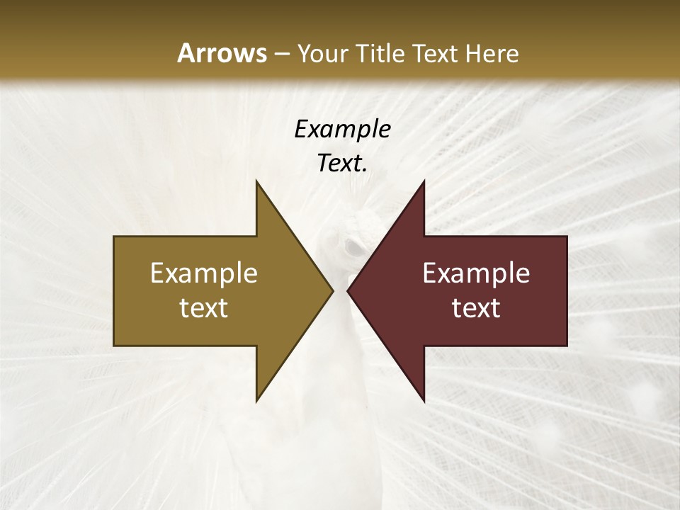 Show Animals White PowerPoint Template