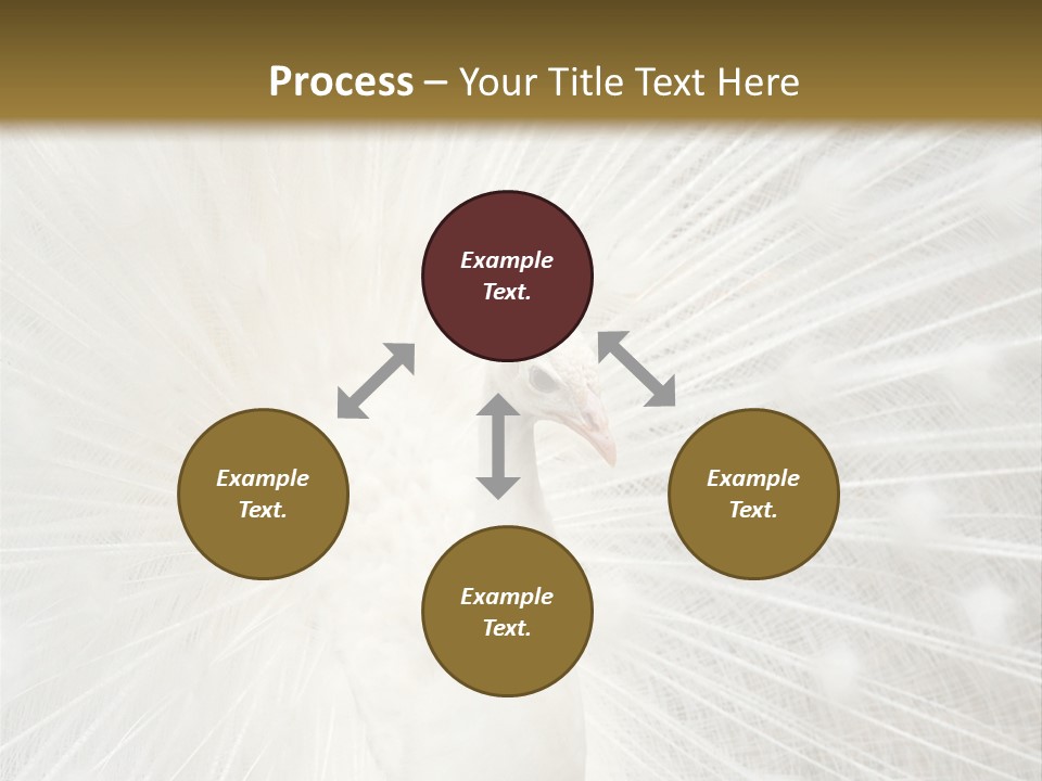 Show Animals White PowerPoint Template