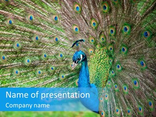 Beak Plumage Detail PowerPoint Template