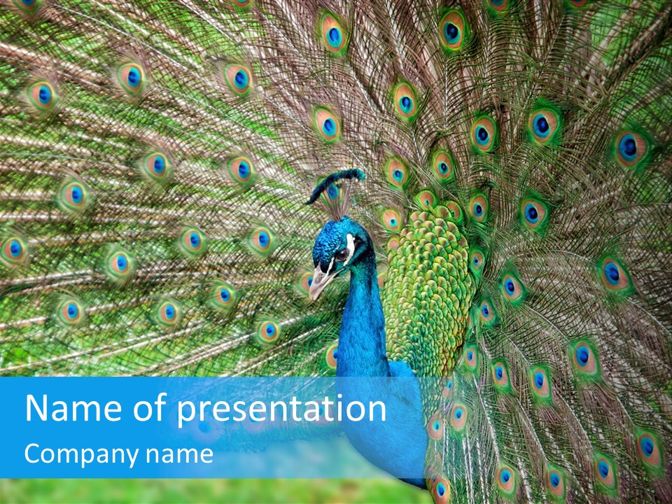 Beak Plumage Detail PowerPoint Template