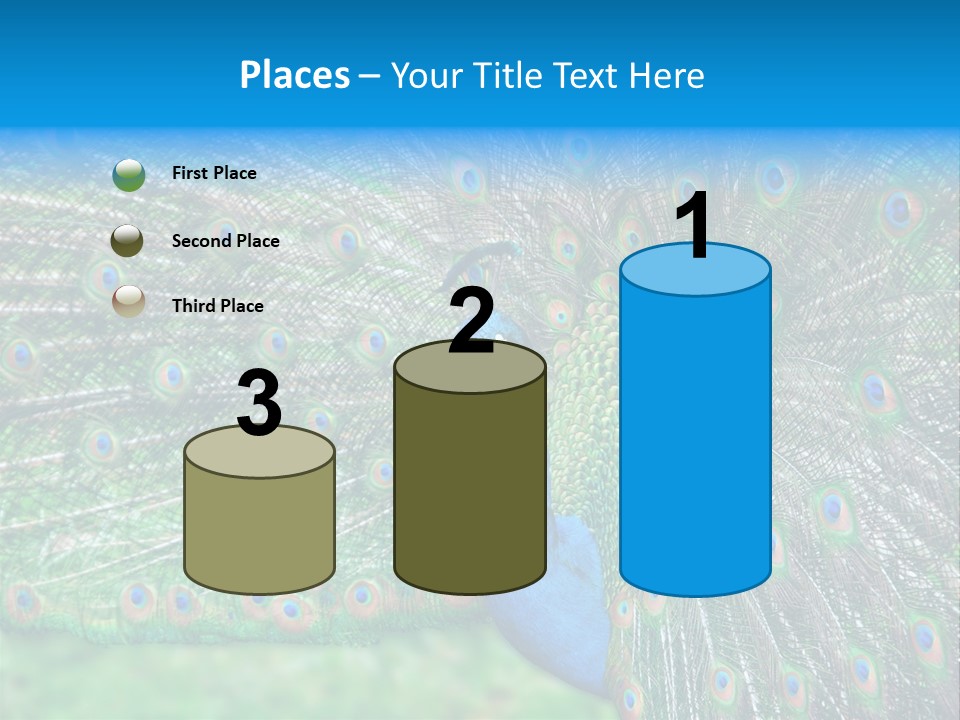 Beak Plumage Detail PowerPoint Template