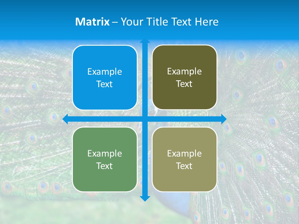 Beak Plumage Detail PowerPoint Template