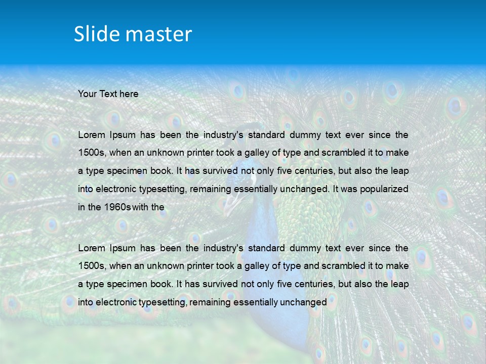 Beak Plumage Detail PowerPoint Template