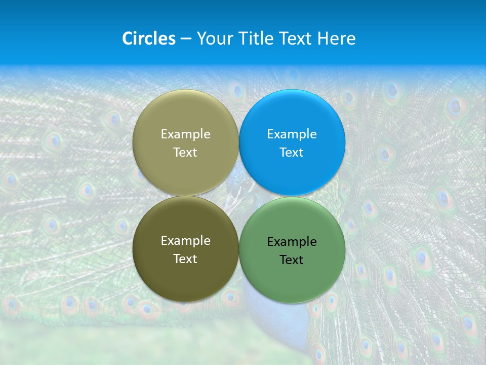 Beak Plumage Detail PowerPoint Template