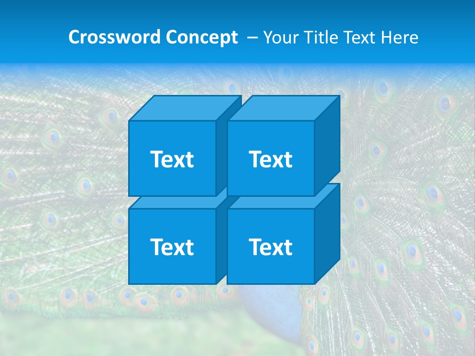 Beak Plumage Detail PowerPoint Template