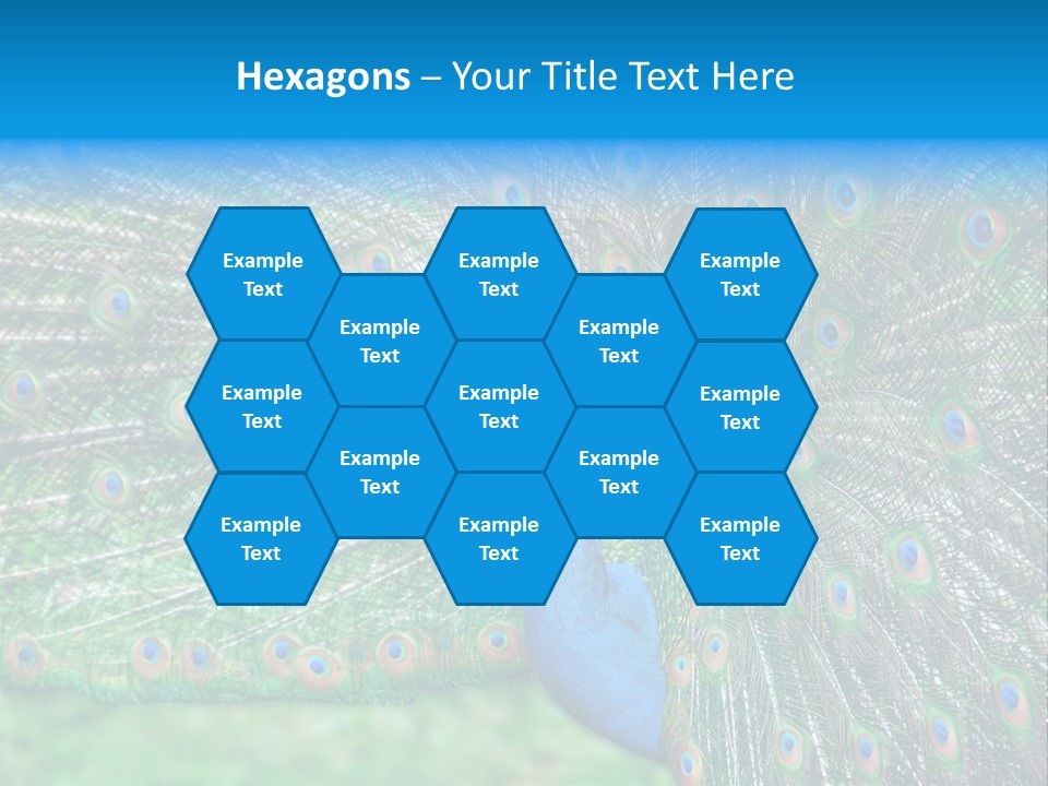 Beak Plumage Detail PowerPoint Template