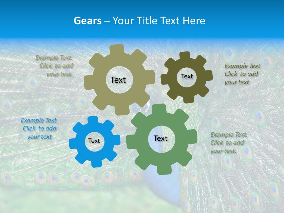 Beak Plumage Detail PowerPoint Template