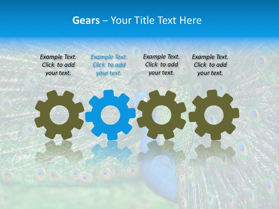 Beak Plumage Detail PowerPoint Template