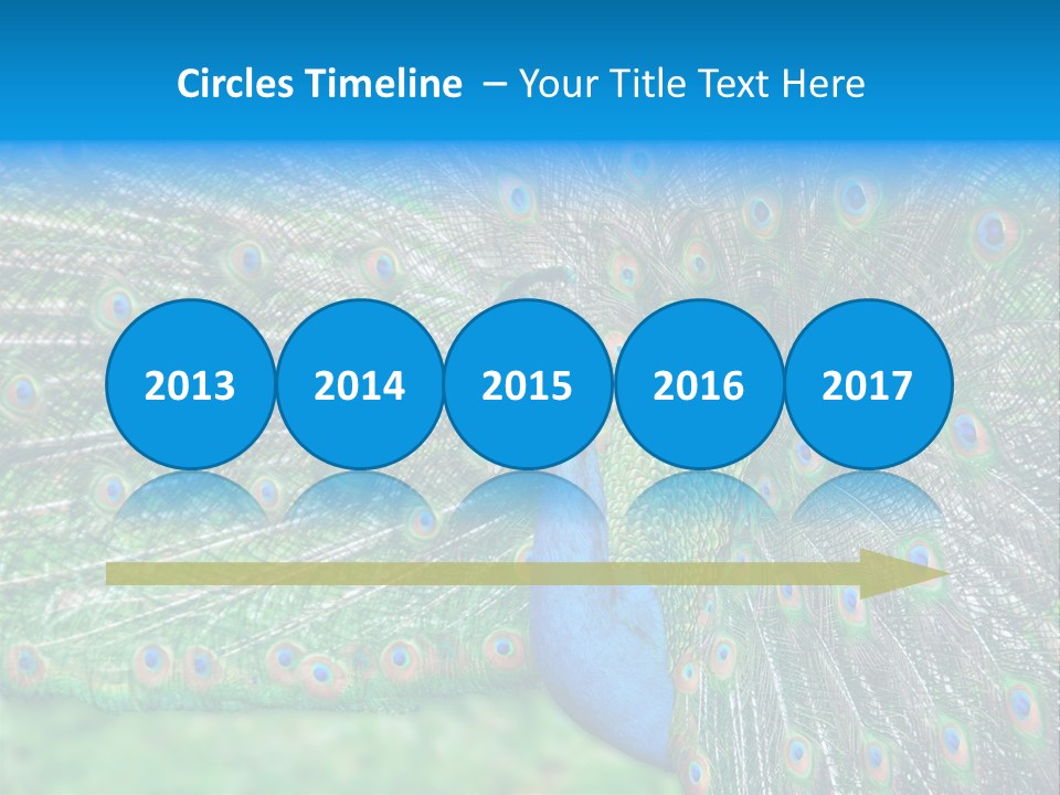 Beak Plumage Detail PowerPoint Template