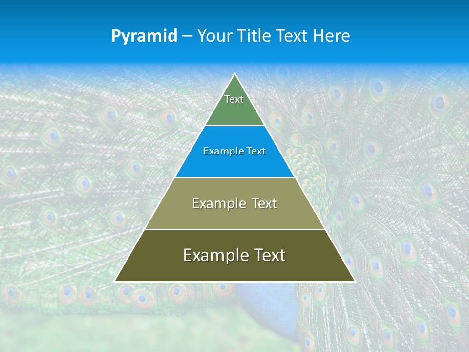 Beak Plumage Detail PowerPoint Template