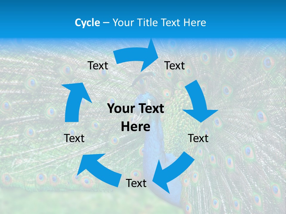 Beak Plumage Detail PowerPoint Template