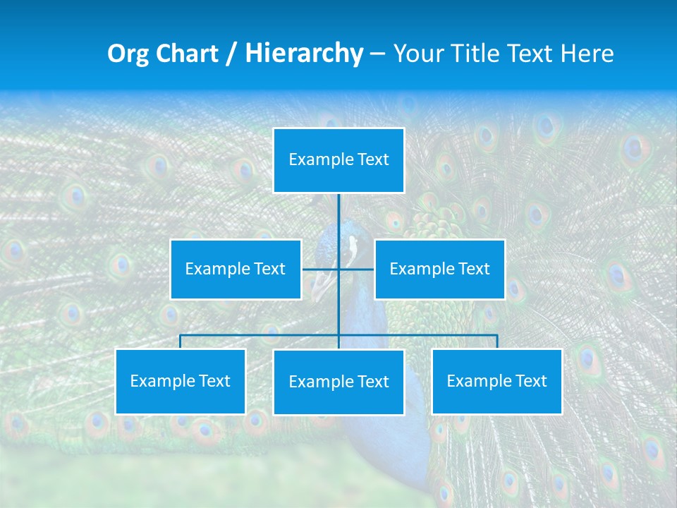 Beak Plumage Detail PowerPoint Template