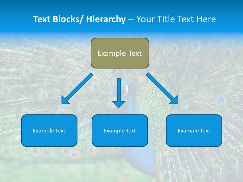 Beak Plumage Detail PowerPoint Template