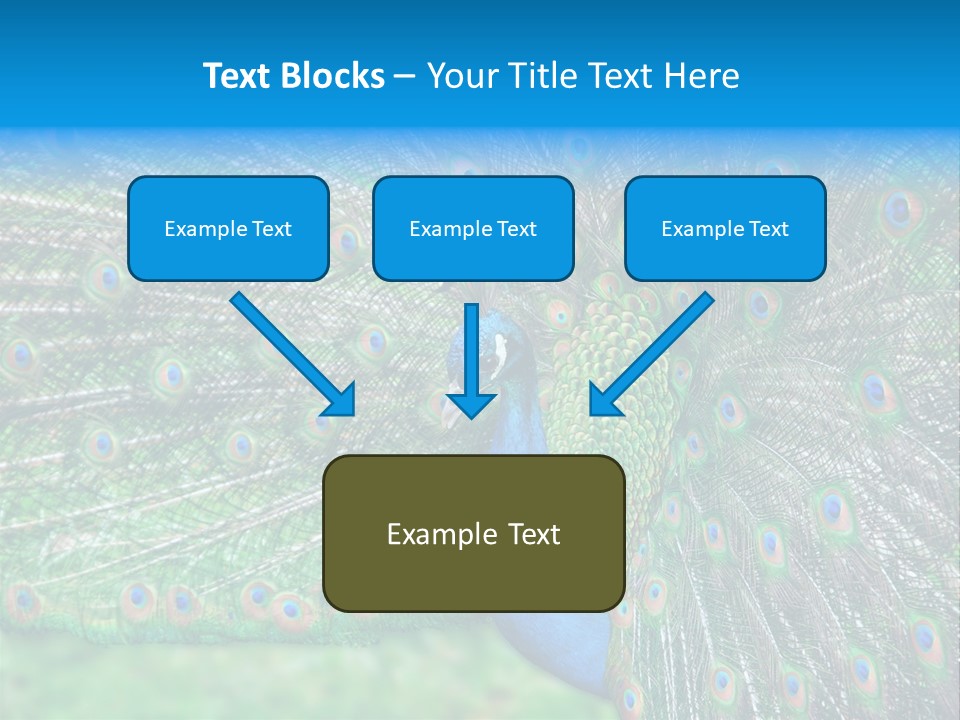 Beak Plumage Detail PowerPoint Template