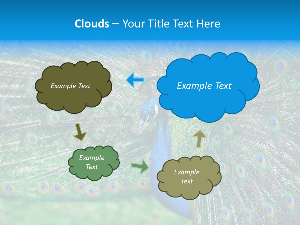 Beak Plumage Detail PowerPoint Template