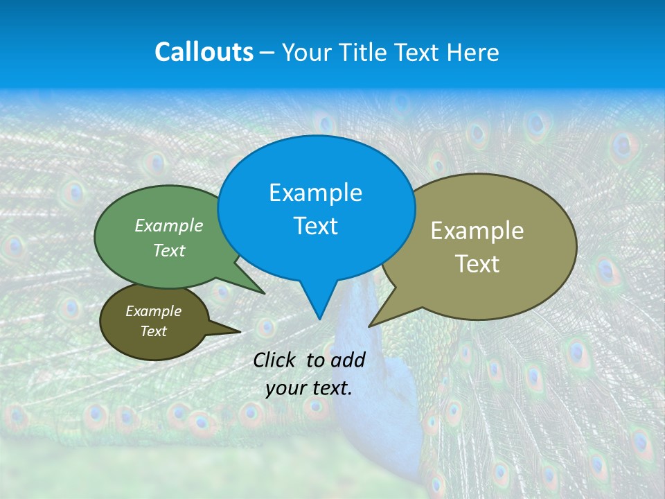 Beak Plumage Detail PowerPoint Template