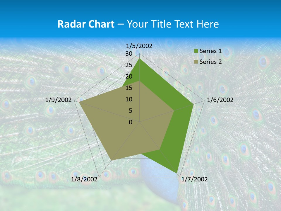 Beak Plumage Detail PowerPoint Template