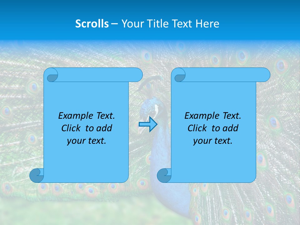 Beak Plumage Detail PowerPoint Template