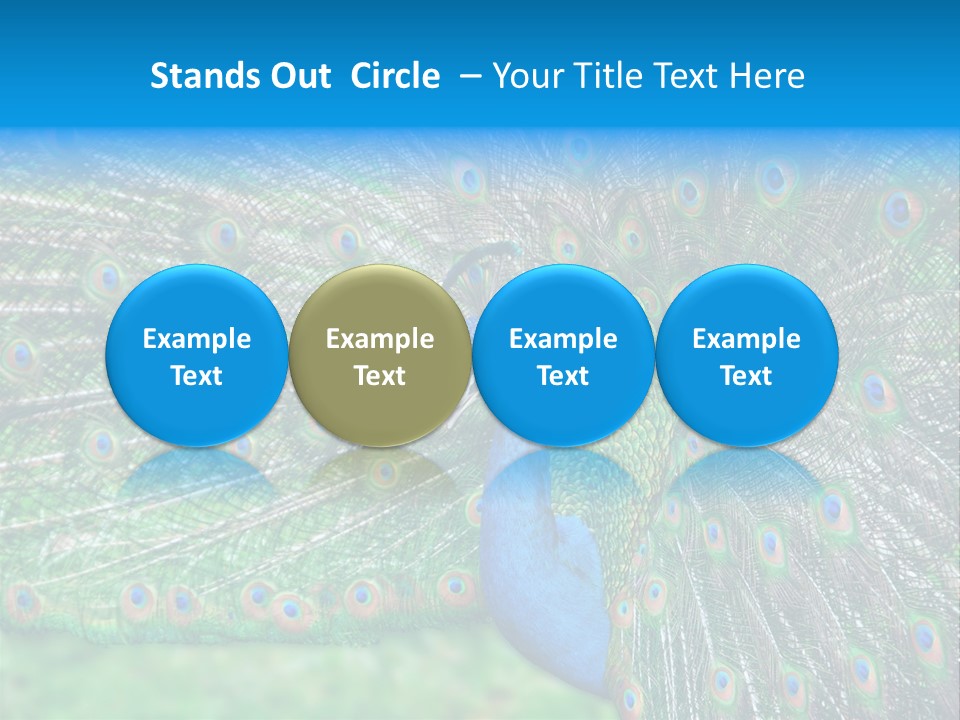 Beak Plumage Detail PowerPoint Template