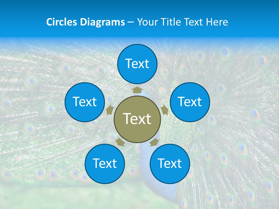 Beak Plumage Detail PowerPoint Template