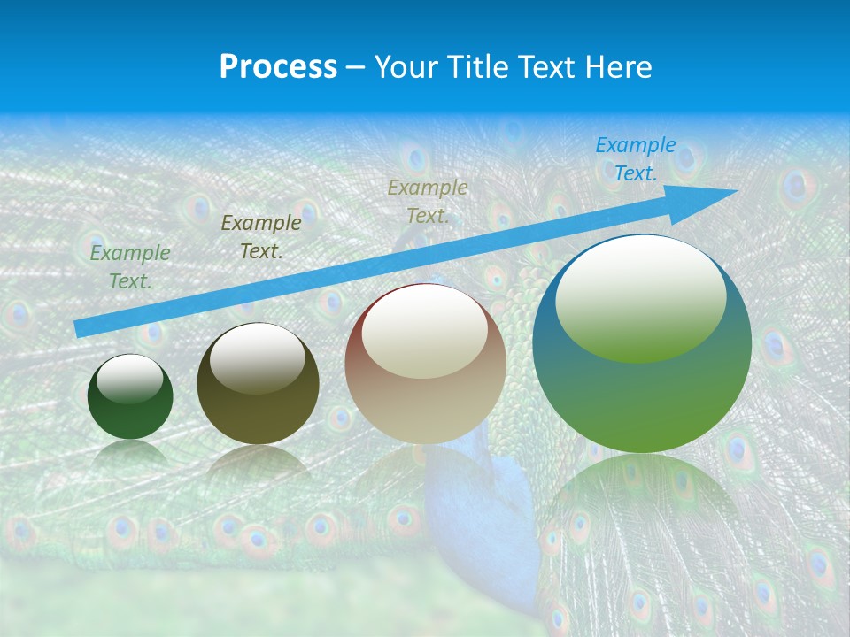 Beak Plumage Detail PowerPoint Template