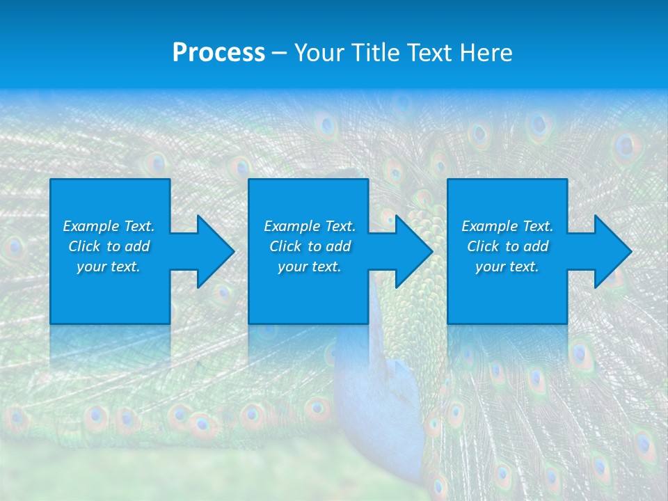 Beak Plumage Detail PowerPoint Template