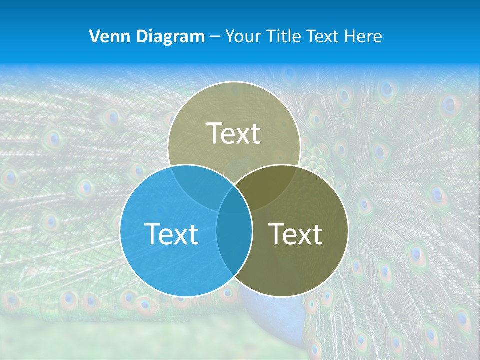 Beak Plumage Detail PowerPoint Template