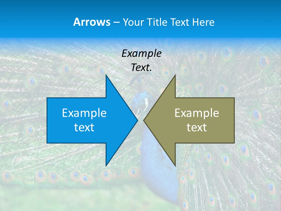 Beak Plumage Detail PowerPoint Template