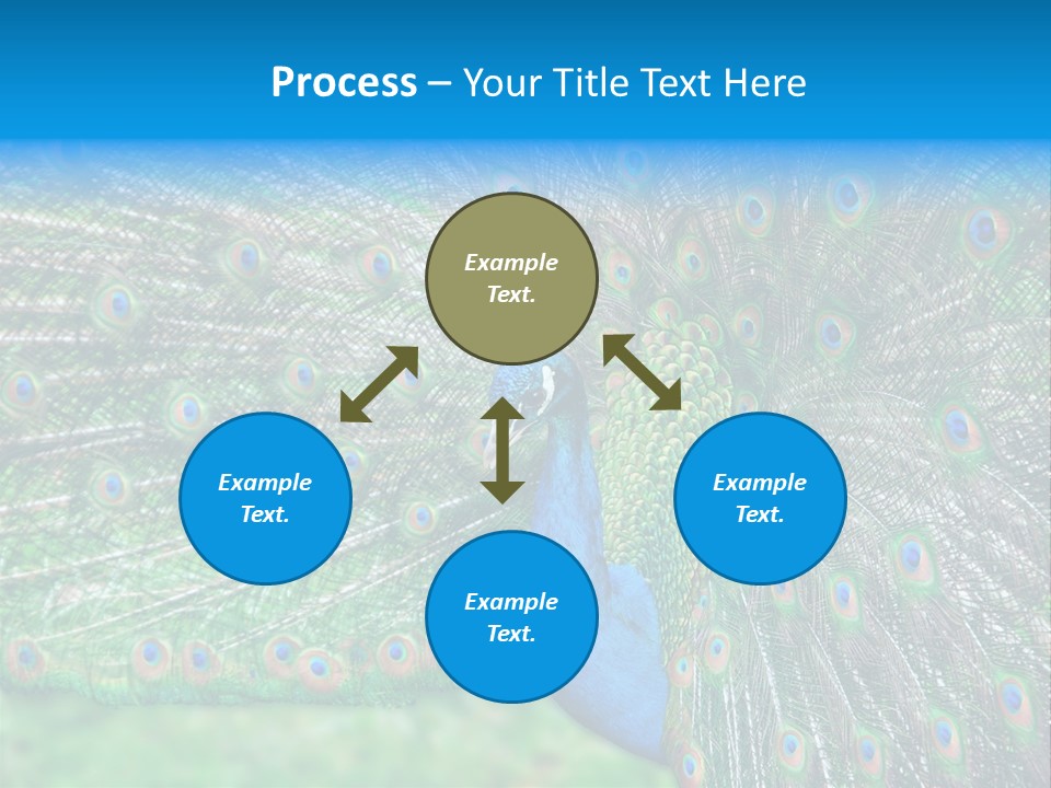 Beak Plumage Detail PowerPoint Template