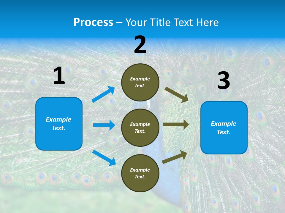 Beak Plumage Detail PowerPoint Template