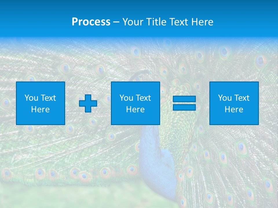 Beak Plumage Detail PowerPoint Template