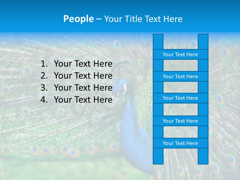 Beak Plumage Detail PowerPoint Template