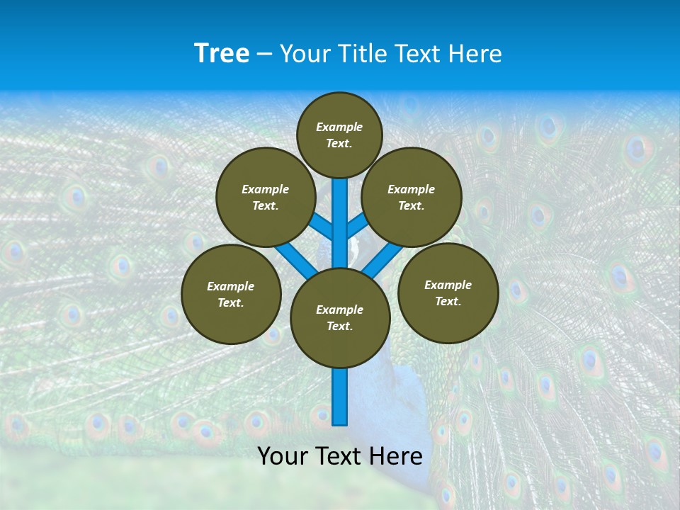 Beak Plumage Detail PowerPoint Template