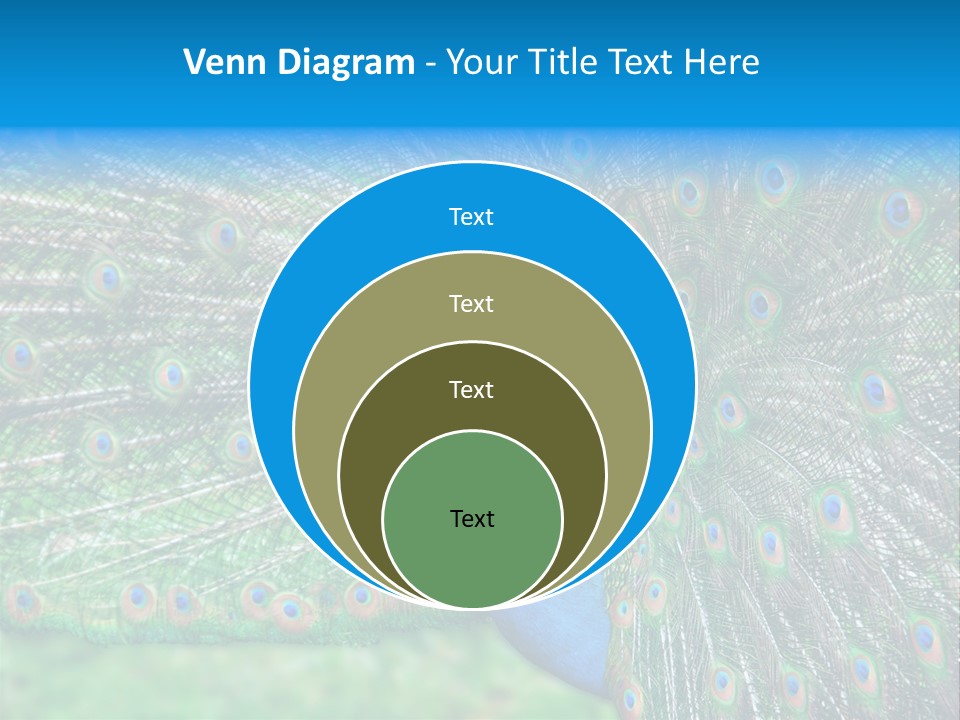 Beak Plumage Detail PowerPoint Template