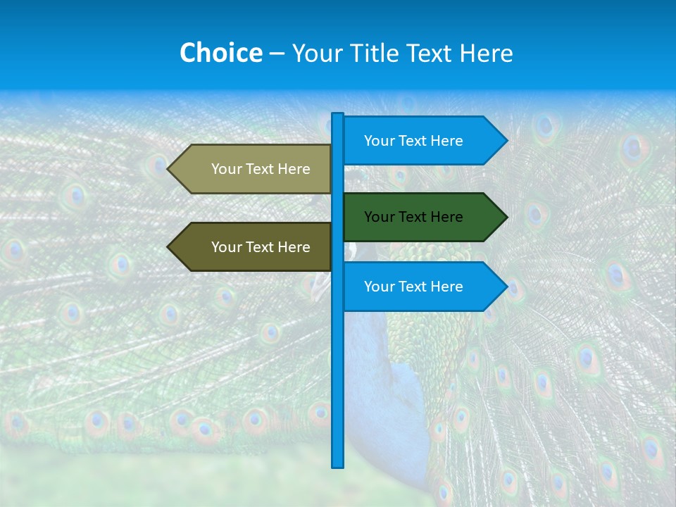 Beak Plumage Detail PowerPoint Template