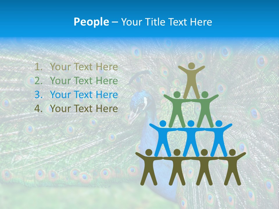 Beak Plumage Detail PowerPoint Template