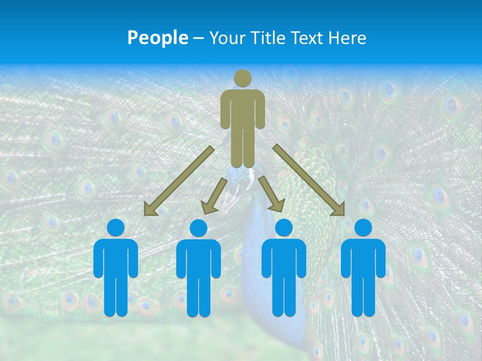 Beak Plumage Detail PowerPoint Template