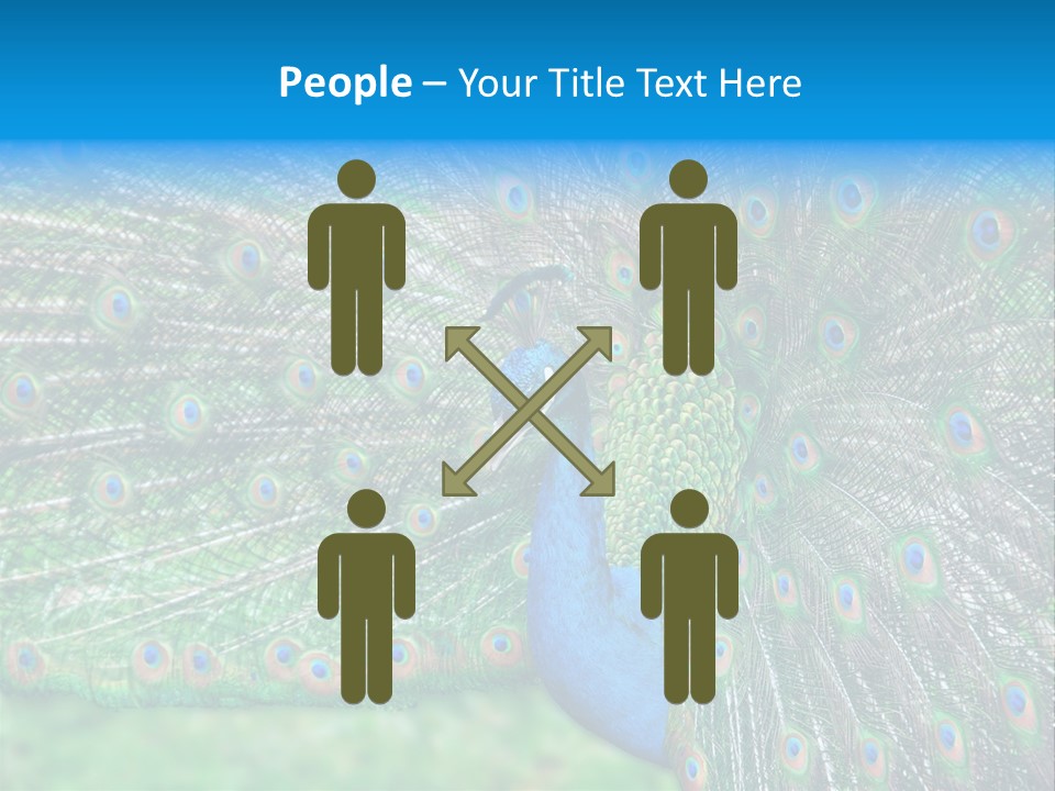 Beak Plumage Detail PowerPoint Template