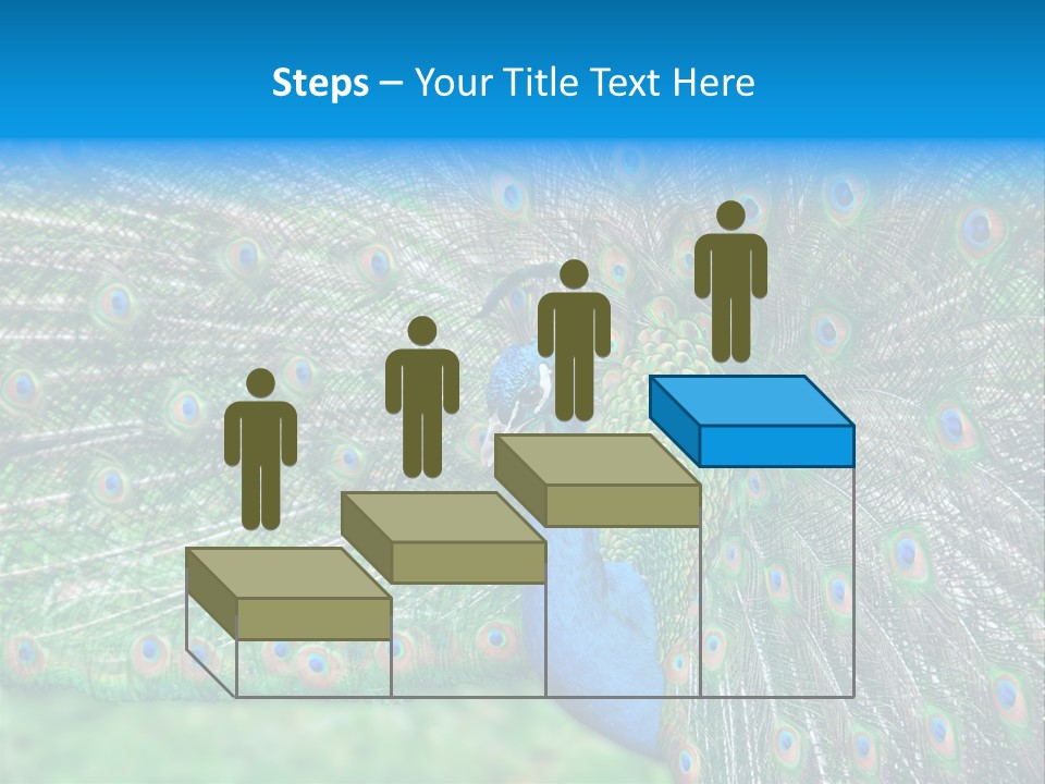 Beak Plumage Detail PowerPoint Template