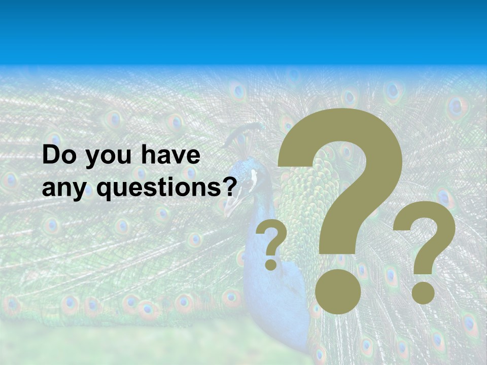 Beak Plumage Detail PowerPoint Template